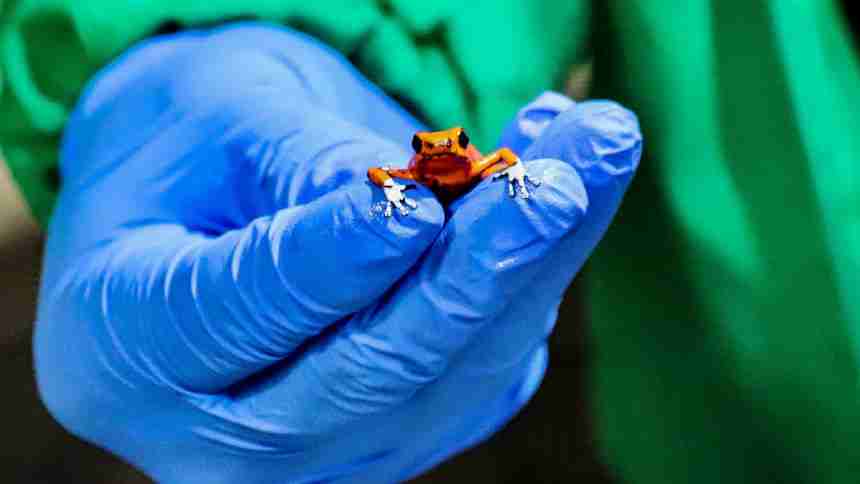 130 Poisonous Frogs seized in Colombia and What to Know About Battle Against Raging Wildfires