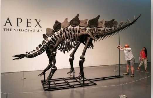 World's Largest Reconstructed Stegosaurus Skeleton to be Auctioned for $4M to $6M