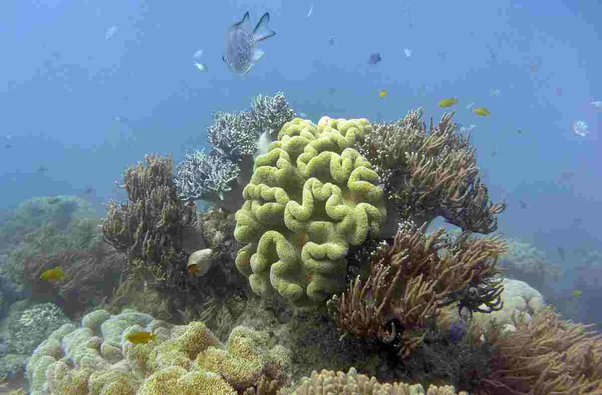 Great Barrier Reef Sees Record-High Temperatures in 400 Years, New Study Reveals