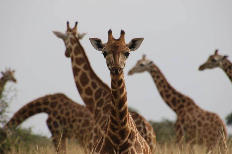 Fota Wildlife Park Warns Customers Of Cyberattack Risk